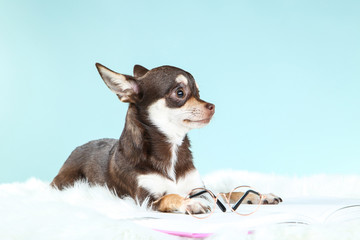 Chihuahua dog with notepad and eyeglasses on blue background