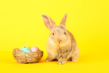 Obraz premium Bunny rabbit with easter eggs in basket on yellow background