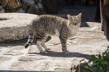 Cute cat in the backyard, adorable kitten looking at the camera, animal theme