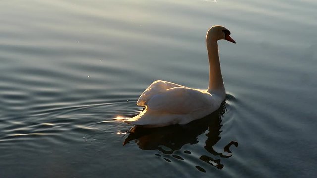 Beautiful swan swimm on the lake in a beautiful golden sunset 