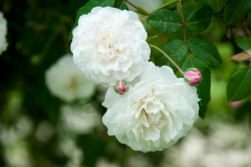 Naturally fragrant. Garden roses in blossom. Rose flowers blossoming in park garden. Shrub of rosy roses flowering in summer. Blossoming flowers in summer garden. Summer bloom