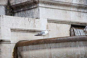 Using water in architecture. Sea gulls on ancient fountain. Gull birds on monumental fountain. Seagulls and water spouting into stone basin. Architectural water feature. Giving pleasure
