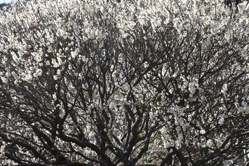 Spring Attractions in Japan / Yugawara Ume Garden, Kanagawa Prefecture.