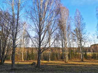 February in swedish birch tree forest. 
