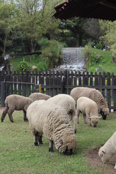 Obejas 2  Bogot&aacute; 