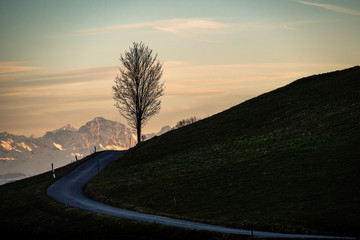Baum am Ende der Strasse