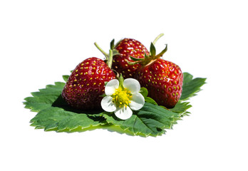 Erdbeeren isoliert auf weißem Hintergrund