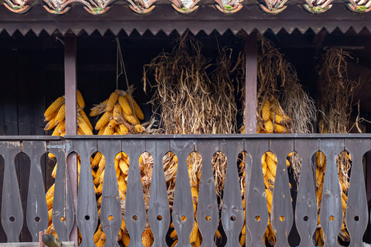 Corn cobs in typical Asturian horreo. Spain