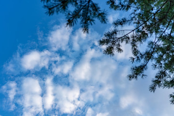 Blue Sky pine