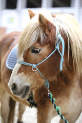 Head of the beautiful young horse in the riding hall during training indoors