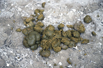 Big pile of horse manure on sand
