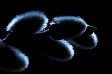 Pussy spring buds on twig nature background. © venars.original