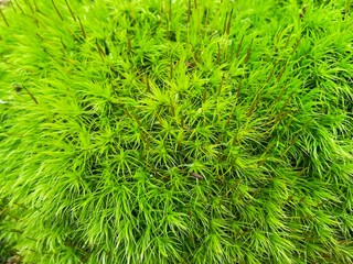 background of green broom forkmoss or Dicranum
