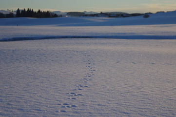 Animal steps in the snow on sunny winterday