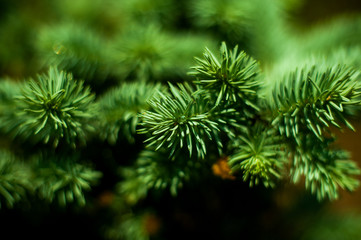 Fototapeta na wymiar Picea pungens cv.Glauca.Beautiful plants from the botanical garden for the catalog. Natural lighting effects. Shallow depth of field. Selective focus, handmade art of nature. Flower landscape