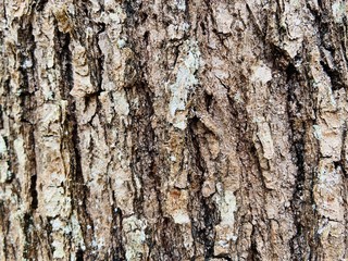 bark of a tree texture background