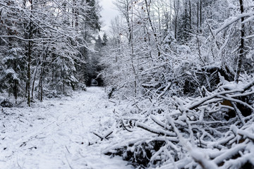 Beautiful winter scenery of forest covered with snow. Trees and path for walking.