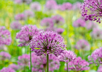 Purple allium lucy ball flowers field. Spring garden design with perennial violet plants.