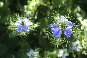 Acker- Schwarzkümmel, Nigella arvensis