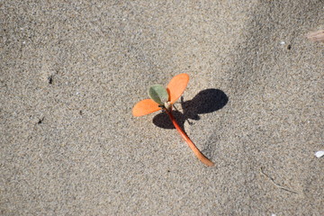 Beach plant