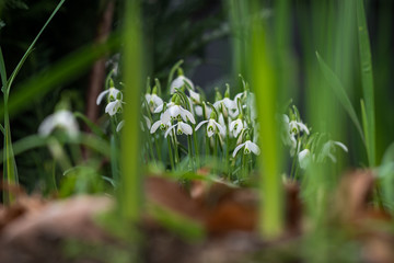 Schneeglöckchen im Unterholz eines Parks