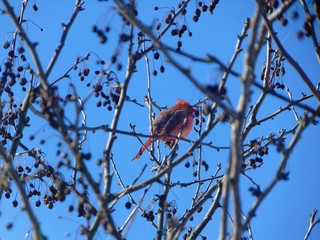 Cardinal on Branch