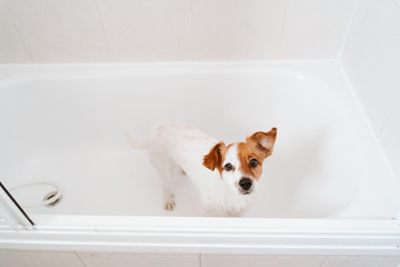 cute lovely small dog wet in bathtub, clean dog. Pets indoors