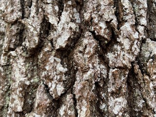 bark of a tree
