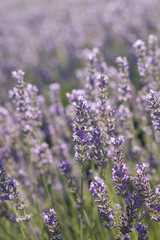 Obraz premium Lavender flowers