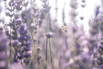 Lavender flowers detail