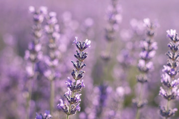 Lavender flowers blooming