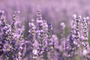 Lavender purple flowers