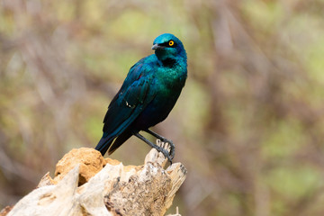 Vogel