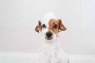 Fototapeta cute lovely small dog wet in bathtub, clean dog with funny foam soap on head. Pets indoors obraz