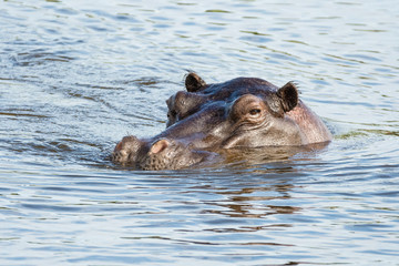 Fototapeta premium Nilpferd