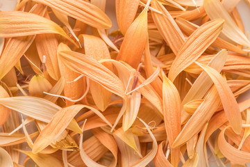 Peach tones with great details in macro photo of flower petals on white china for a pop of orange