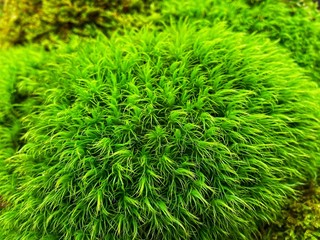 Green Moss . This is Broom forkmoss or Dicranum