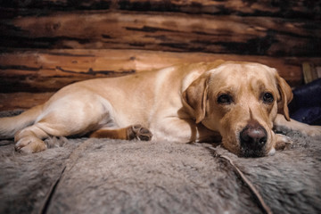 Naklejka na ściany i meble Sad dog. Labrador with a toy