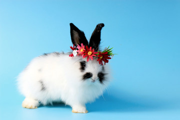 Happy cute white with black spot fluffy bunny rabbit wearing daisy flower crown on blue background....