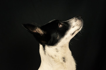 Dog in profile looking up, portrait of basenji on a black background with copy space