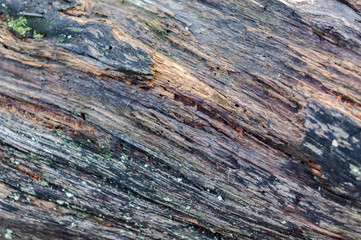 The bark of an old tree, photographed closeup
