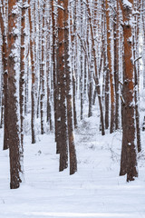 Snow over the spruces and pines in Surami, forest
