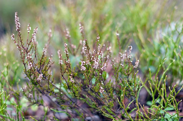 Heather bushes with dry flowers in the forest on a cloudy spring day, photographed closeup