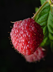 Ripe raspberry berry  Low-key lighting
