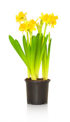 Little early blooming narcissi in small flower pot. Little prevernal daffodil plants, isolated on white background with shadow reflection. Beautiful juvenile narcissuses. Cute vernal yellow daffodil.