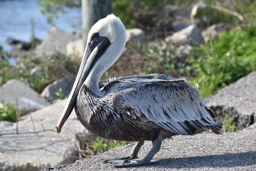 Pelican