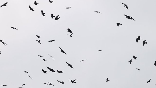 flock of black birds circling in the sky