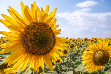 Beautiful sunflowers in the field natural background