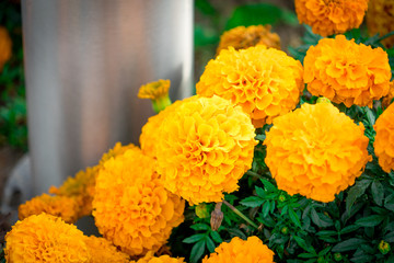 Marigold flowers photographed in a flower bed.