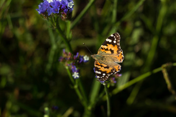 Fototapeta na wymiar Painted Lady butterfly (Vanessa Cardui), wings opened, feeding pollen, collects nekrar from white and blue flowers (Limonium). Butterfly with wings, top view, summertime background